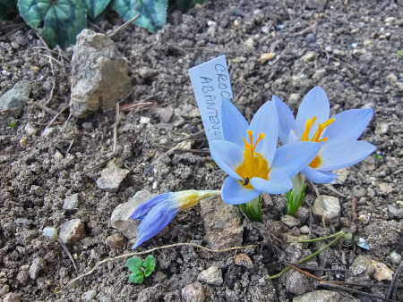 Crocus abantensis